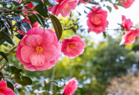 Kamélie je jednou z nejkrásnějších pokojových rostlin
