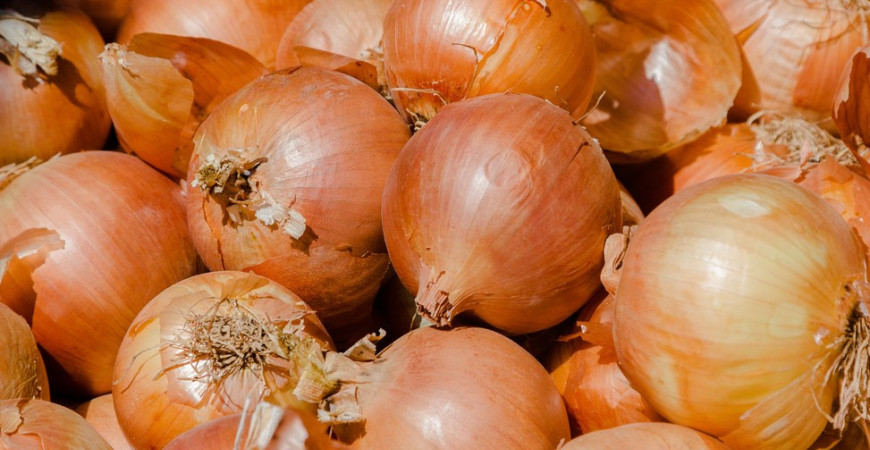 Jak pěstovat ozimou cibuli ze semínka? 