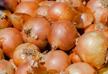 Jak pěstovat ozimou cibuli ze semínka? 