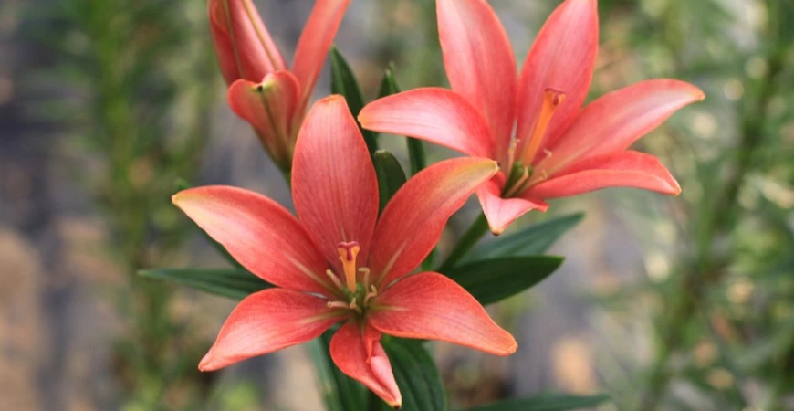 Nejoblíbenější jarní cibuloviny – jak na jejich pěstování? 