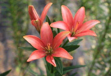 Nejoblíbenější jarní cibuloviny – jak na jejich pěstování? 