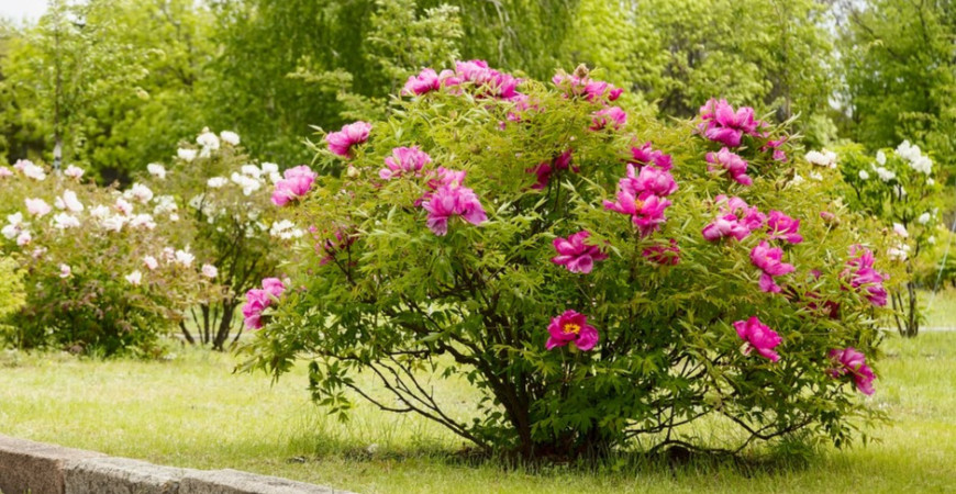 Dlouhověká trvalka do zahrady bez nutnosti přesazování? I takové se najdou, pěstujte pivoňky.