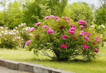 Dlouhověká trvalka do zahrady bez nutnosti přesazování? I takové se najdou, pěstujte pivoňky.