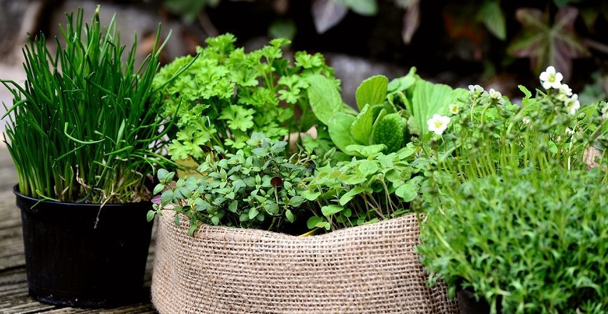 Bylinky na posílení imunity