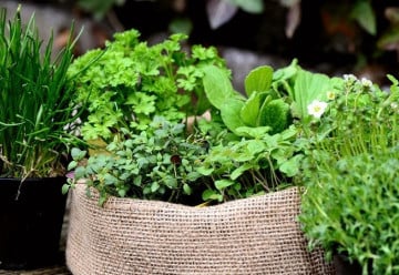 Bylinky na posílení imunity