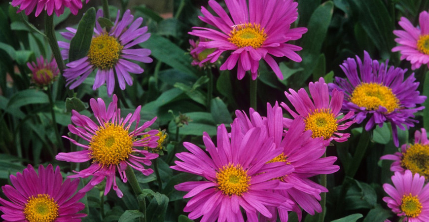 Květen je ideálním časem pro vysetí semínek Astry