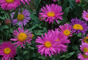 Květen je ideálním časem pro vysetí semínek Astry