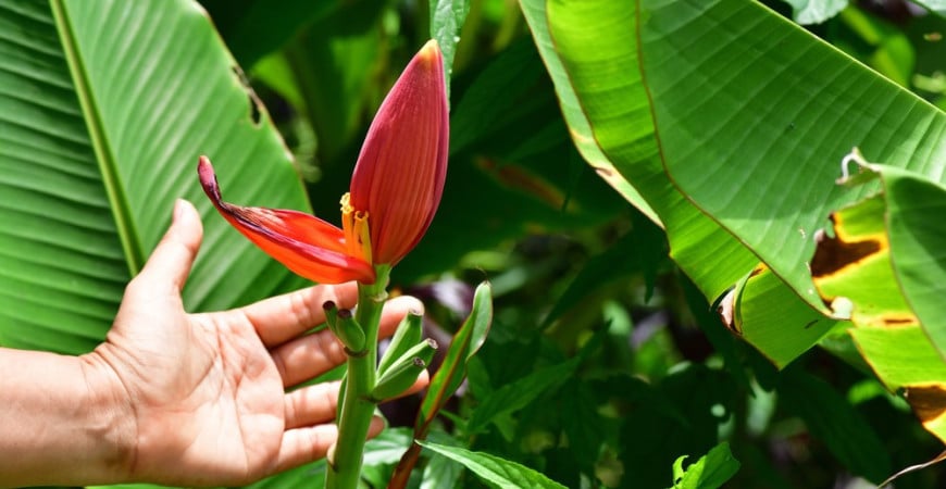 Přezimování přenosných rostlin – jaké stanoviště, kterým druhům nejvíce vyhovuje?