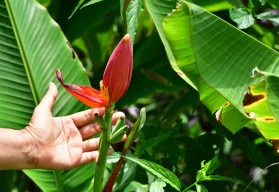 Přezimování přenosných rostlin – jaké stanoviště, kterým druhům nejvíce vyhovuje?