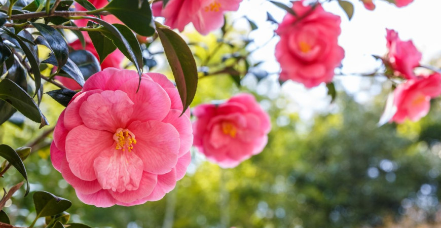 Vánoční dekorace z kvetoucích rostlin? Jaké rostliny kvetou na Vánoce? 