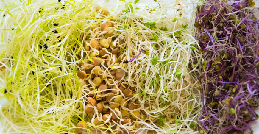 Znáte microgreens a klíčení ze semen?