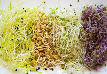 Znáte microgreens a klíčení ze semen?
