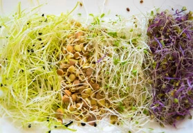 Znáte microgreens a klíčení ze semen?