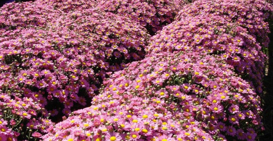 Chryzantémy už nejsou jen smutečními květinami, dejte jim šanci