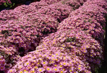 Chryzantémy už nejsou jen smutečními květinami, dejte jim šanci