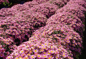 Chryzantémy už nejsou jen smutečními květinami, dejte jim šanci