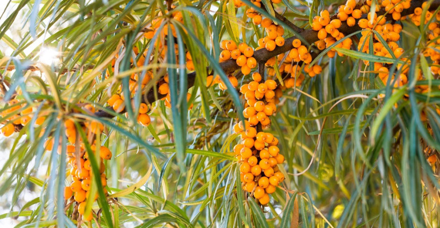 Kdy začít vysévat zeleninu, květiny či dřeviny? (2)
