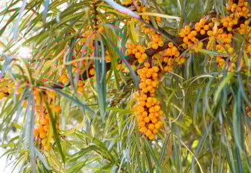 Kdy začít vysévat zeleninu, květiny či dřeviny? (2)