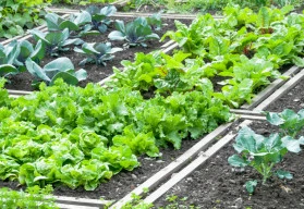 Jak s úspěchem pěstovat salát? 
