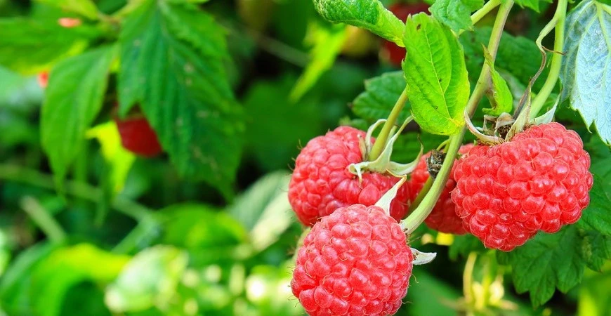 Ostružiník a maliník – víte, že maliny také léčí?