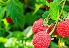 Ostružiník a maliník – víte, že maliny také léčí?