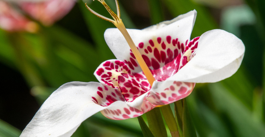 Je čas  na výsadbu jarních cibulovin