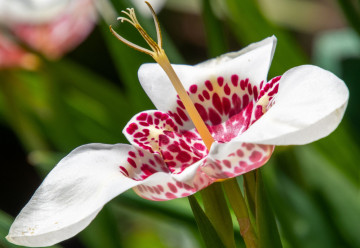 Je čas  na výsadbu jarních cibulovin