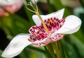 Je čas  na výsadbu jarních cibulovin