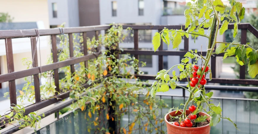 Nezapomněli jste na výsev rajčat? 