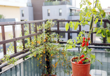 Nezapomněli jste na výsev rajčat? 