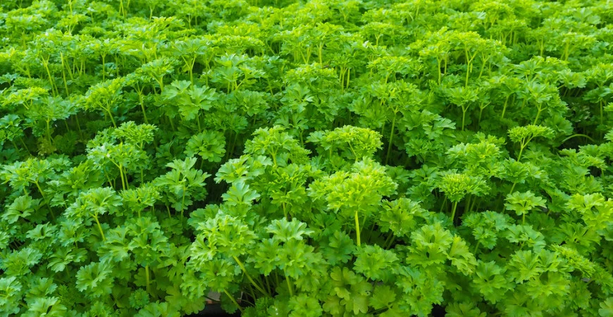 Petrželka je nepostradatelným zeleným kořením