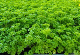 Petrželka je nepostradatelným zeleným kořením