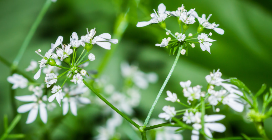 Koriandr má lístky neobvyklé vůně a chuti, pěstuje se jak pro ně, tak i pro semena