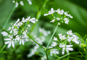 Koriandr má lístky neobvyklé vůně a chuti, pěstuje se jak pro ně, tak i pro semena