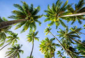 Máte-li prostorný byt, pěstujte palmy