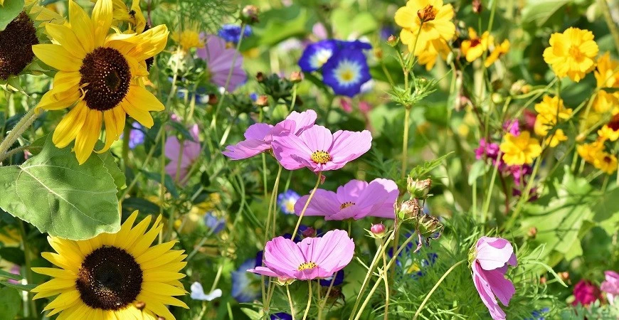 Zakrslé letničky i trvalky lze pěstovat také v truhlíku na balkoně
