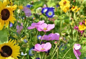 Zakrslé letničky i trvalky lze pěstovat také v truhlíku na balkoně