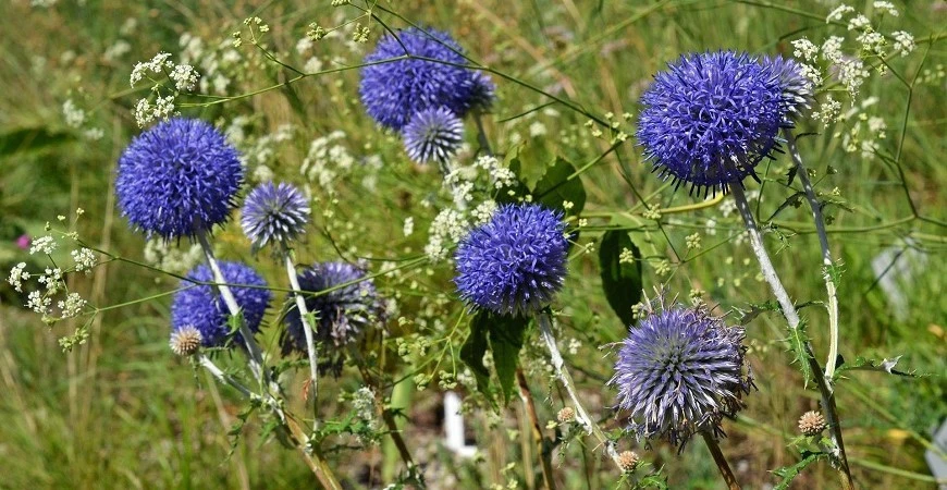 Rostliny pro suchá stanoviště