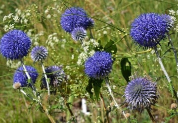 Rostliny pro suchá stanoviště