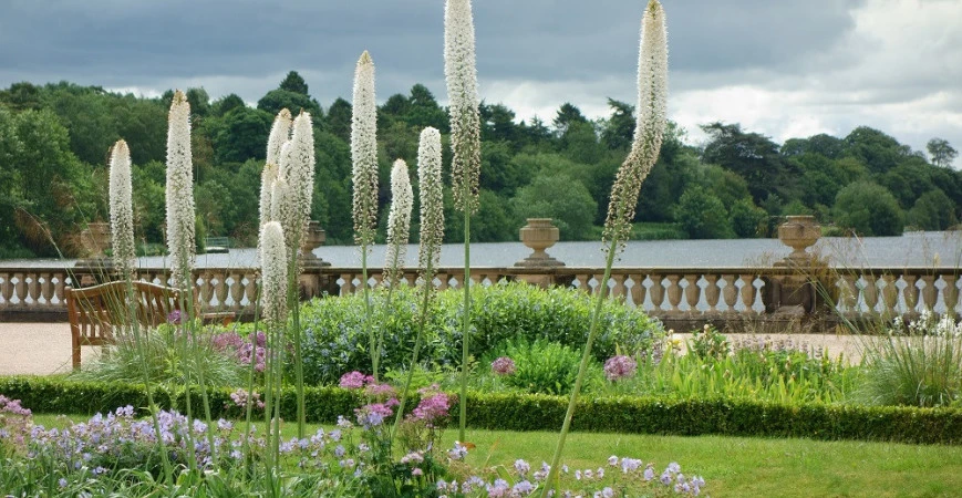 Na zahradě ho nepřehlédnete, liliochvostec bude dominantou záhonu