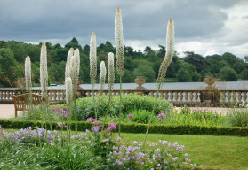 Na zahradě ho nepřehlédnete, liliochvostec bude dominantou záhonu