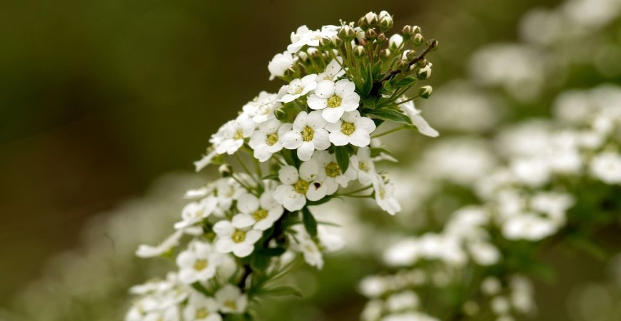 Tařicovka přímořská - letnička, která vykvétá už jako malý semenáček 