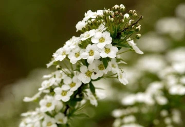 Tařicovka přímořská - letnička, která vykvétá už jako malý semenáček 