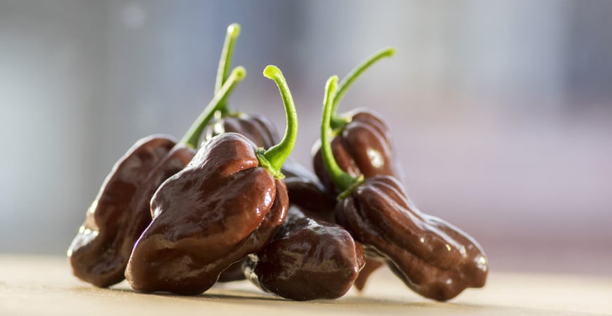 V lednu začínáme s výsevem paprik