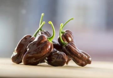 V lednu začínáme s výsevem paprik