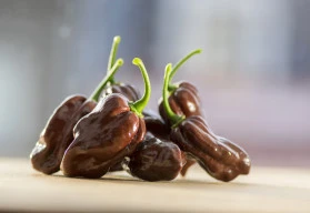 V lednu začínáme s výsevem paprik