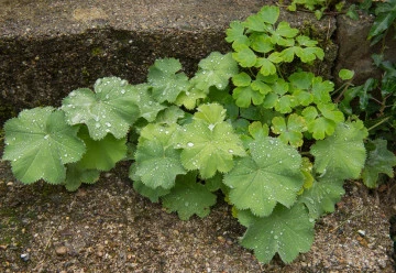 Bylinky od A do Z, aneb není bylina, aby na něco nebyla - Kontryhel obecný