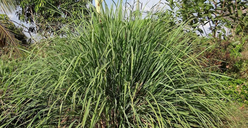 Citrónová tráva, citronela či voňatka