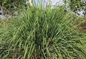 Citrónová tráva, citronela či voňatka