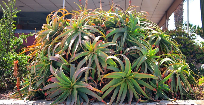 Lékárnu nemusíte navštěvovat, budete-li si ji pěstovat sami doma v květináči